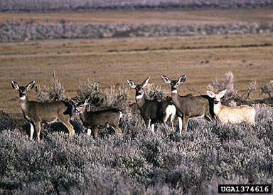 mule deer, Odocoileus hemionus  (Artiodactyla: Cervidae) - 1374616