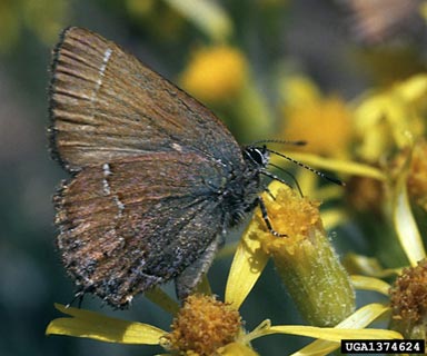 Nelson's hairstreak, Mitoura nelsoni  (Lepidoptera: Lycaenidae) - 1374624