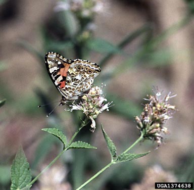 painted lady butterfly, Vanessa cardui  (Lepidoptera: Nymphalidae) - 1374638