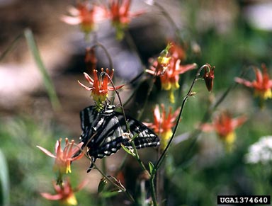 pale swallowtail, Papilio eurymedon  (Lepidoptera: Papilionidae) - 1374640