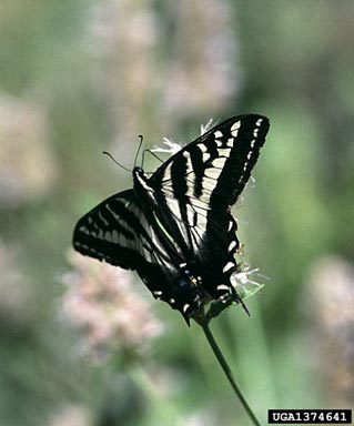 pale swallowtail, Papilio eurymedon  (Lepidoptera: Papilionidae) - 1374641