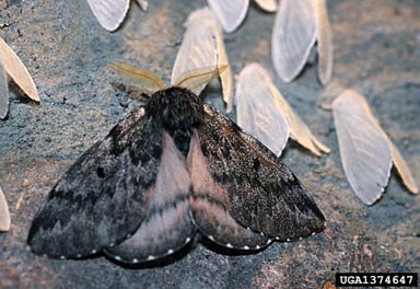 pandora moth, Coloradia pandora  (Lepidoptera: Saturniidae) - 1374647