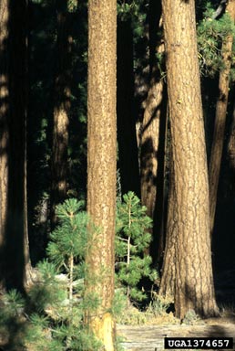 ponderosa pine, Pinus ponderosa  (Pinales: Pinaceae) - 1374657