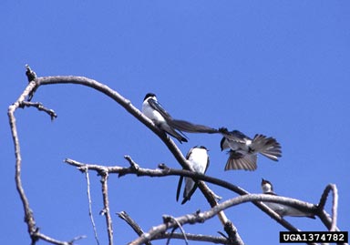 tree swallow, Tachycineta bicolor  (Passeriformes: Hirundinidae) - 1374782