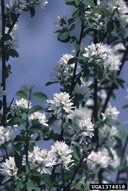 serviceberry, Amelanchier alnifolia  (Rosales: Rosaceae) - 1374818