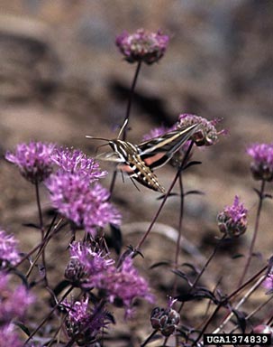 white-lined sphinx, Hyles lineata  (Lepidoptera: Sphingidae) - 1374839