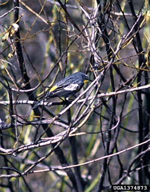 yellow-rumped warbler, Dendroica coronata  (Passeriformes: Fringillidae) - 1374873