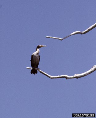 double-crested cormorant, Phalacrocorax auritus  (Ciconiiformes: Phalacrocoracidae) - 1375155