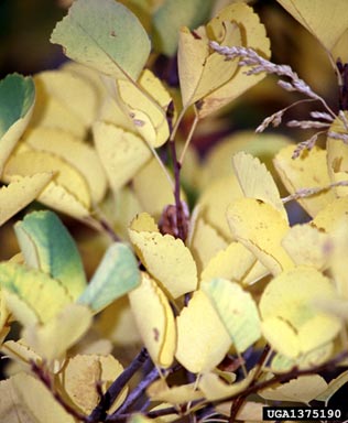 serviceberry, Amelanchier alnifolia  (Rosales: Rosaceae) - 1375190