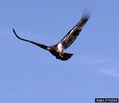 golden eagle, Aquila chrysaetos  (Ciconiiformes: Accipitridae) - 1375209