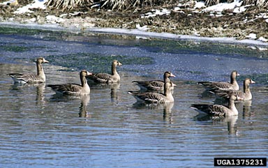 greater white-fronted goose, Anser albifrons  (Anseriformes: Anatidae) - 1375231