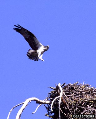 osprey, Pandion haliaetus  (Ciconiiformes: Accipitridae) - 1375289