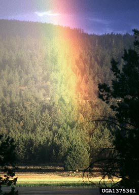 rainbow,    (Terrestrial weather: Other natural phenomena) - 1375361