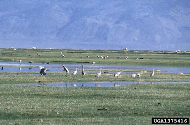 sandhill crane, Grus canadensis  (Gruiformes: Gruidae) - 1375416