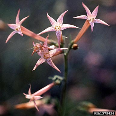 scarlet gilia, Ipomopsis aggregata  (Solanales: Polemoniaceae) - 1375424