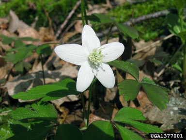 wood anemone, Anemone quinquefolia  (Ranunculales: Ranunculaceae) - 1377001