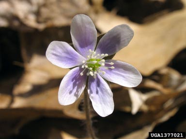 sharp-lobed hepatica, Hepatica nobilis var. acuta (Ranunculales: Ranunculaceae) - 1377021