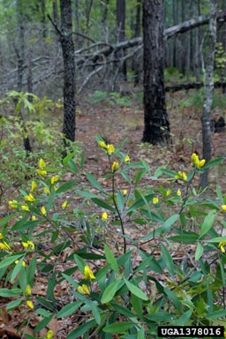 gopherweed, Baptisia lanceolata  (Fabales: Fabaceae (Leguminosae)) - 1378016