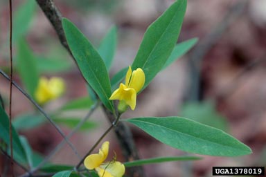 gopherweed, Baptisia lanceolata  (Fabales: Fabaceae (Leguminosae)) - 1378019