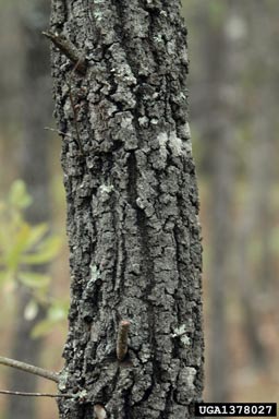 bluejack oak, Quercus incana  (Fagales: Fagaceae) - 1378027