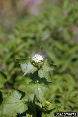 garlic mustard, Alliaria petiolata  (Capparales: Brassicaceae) - 1378073