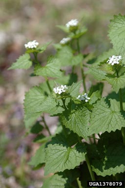 garlic mustard, Alliaria petiolata  (Capparales: Brassicaceae) - 1378079