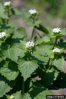 garlic mustard, Alliaria petiolata  (Capparales: Brassicaceae) - 1378081