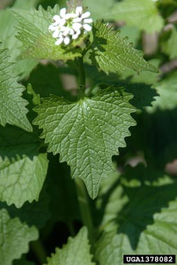 garlic mustard, Alliaria petiolata  (Capparales: Brassicaceae) - 1378082