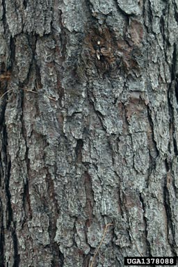 loblolly pine, Pinus taeda  (Pinales: Pinaceae) - 1378088