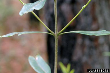 devilwood, Osmanthus americanus  (Scrophulariales: Oleaceae) - 1378095