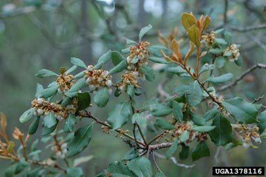 rusty staggerbush, Lyonia ferruginea  (Ericales: Ericaceae) - 1378116