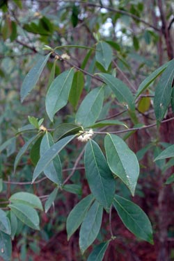 common sweetleaf, Symplocos tinctoria  (Ebenales: Symplocaceae) - 1378132