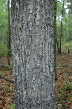 turkey oak, Quercus laevis  (Fagales: Fagaceae) - 1378138