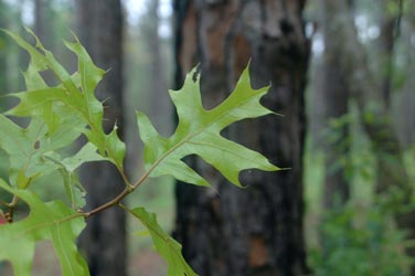 turkey oak, Quercus laevis  (Fagales: Fagaceae) - 1378144