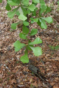 water oak, Quercus nigra  (Fagales: Fagaceae) - 1378146