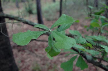 water oak, Quercus nigra  (Fagales: Fagaceae) - 1378151