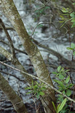 southern waxmyrtle, Morella cerifera  (Myricales: Myricaceae) - 1378157