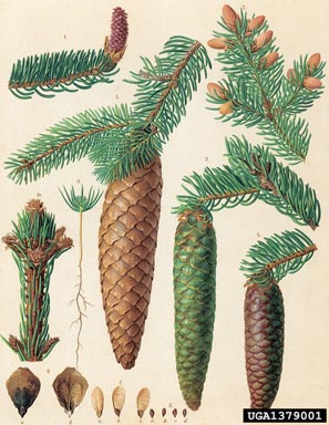 Norway spruce, Picea abies  (Pinales: Pinaceae) - 1379001