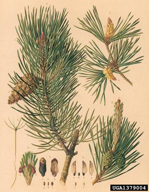 Scots pine, Pinus sylvestris  (Pinales: Pinaceae) - 1379004