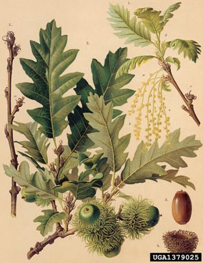 European turkey oak, Quercus cerris  (Fagales: Fagaceae) - 1379025
