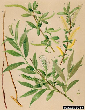 white willow, Salix alba  (Salicales: Salicaceae) - 1379027