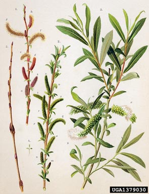 purpleosier willow, Salix purpurea  (Salicales: Salicaceae) - 1379030