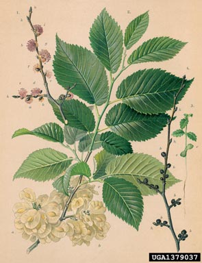 English elm, Ulmus procera  (Urticales: Ulmaceae) - 1379037