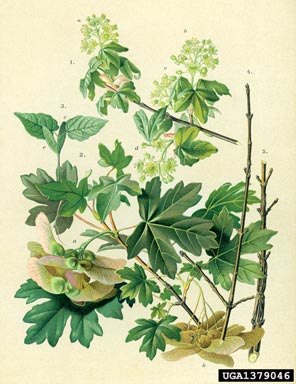 hedge maple, Acer campestre  (Sapindales: Aceraceae) - 1379046