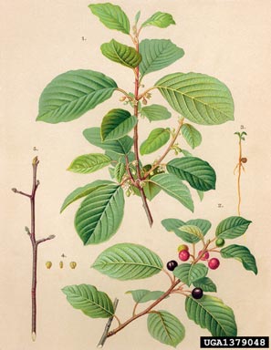 glossy buckthorn, Frangula alnus  (Rhamnales: Rhamnaceae) - 1379048