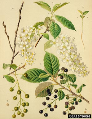 European bird cherry, Prunus padus  (Rosales: Rosaceae) - 1379056