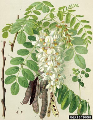 black locust, Robinia pseudoacacia  (Fabales: Fabaceae (Leguminosae)) - 1379058