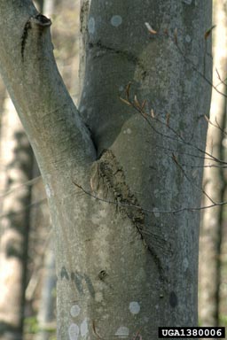 American beech, Fagus grandifolia  (Fagales: Fagaceae) - 1380006