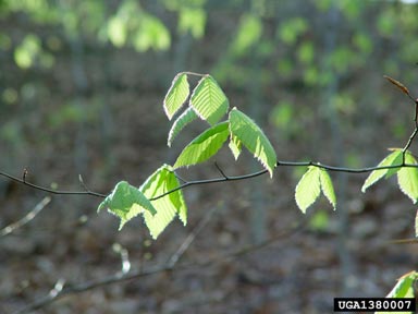 American beech, Fagus grandifolia  (Fagales: Fagaceae) - 1380007