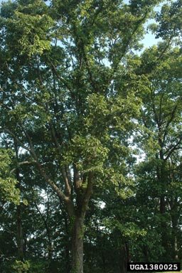 chestnut oak, Quercus prinus  (Fagales: Fagaceae) - 1380025